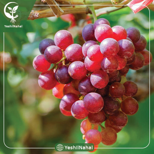نهال انگور جوین