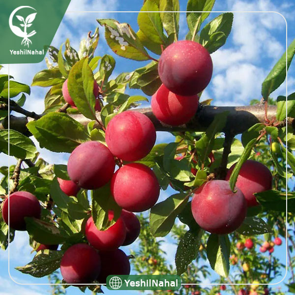 نهال آلو اختری