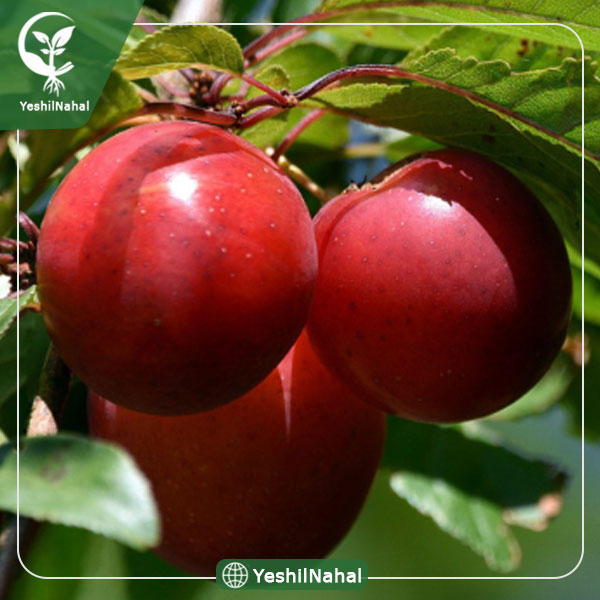 نهال آلو برقانی