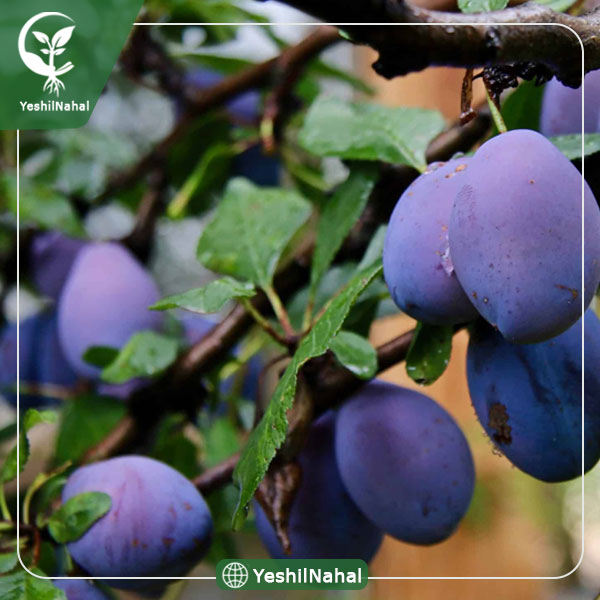 نهال آلو خرمایی