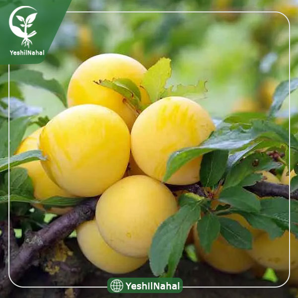 نهال آلو زرد اراک