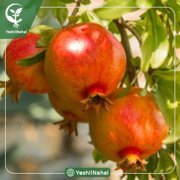 نهال انار دانه سیاه