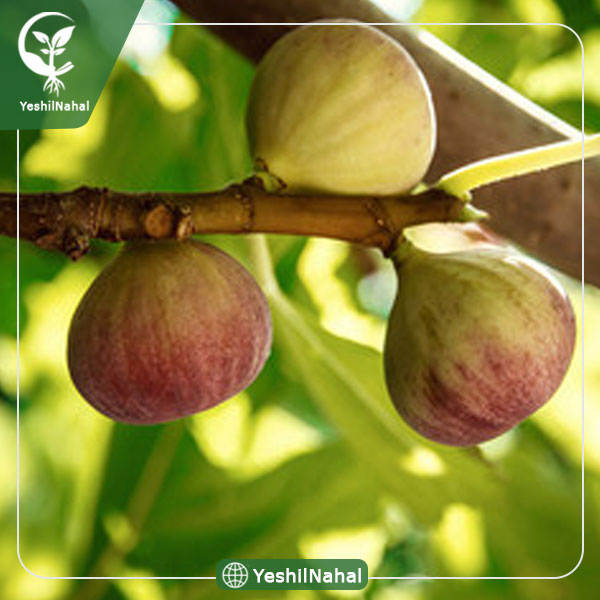 نهال انجیر سه وقته