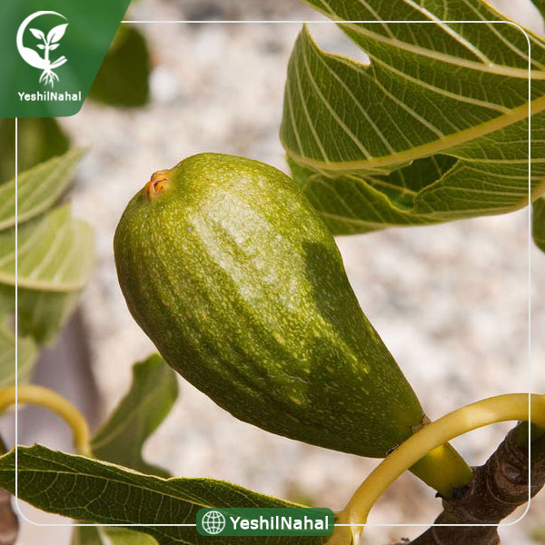 نهال انجیر گلابی