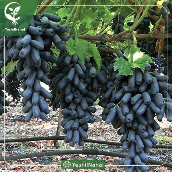 نهال انگور بلک ویلیام