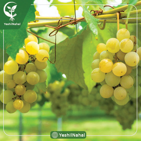 نهال انگور خلیلی