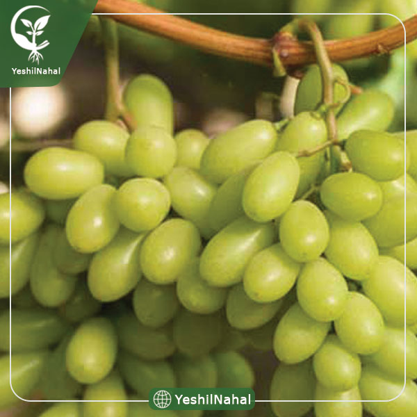 نهال انگور دیزماری