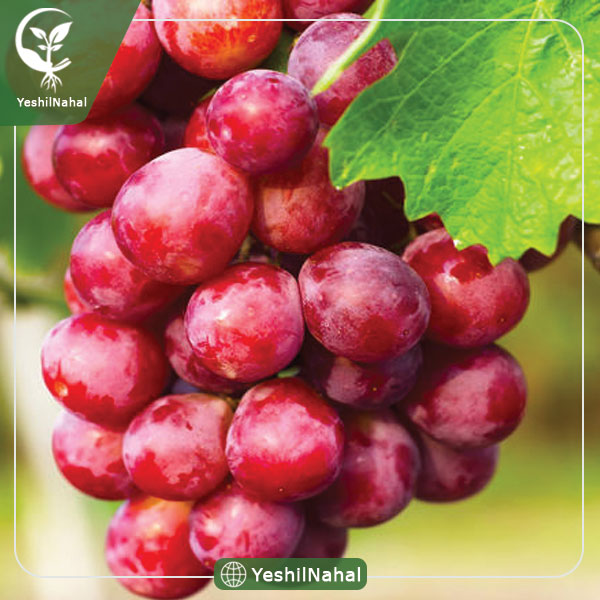 نهال انگور رد گلوب
