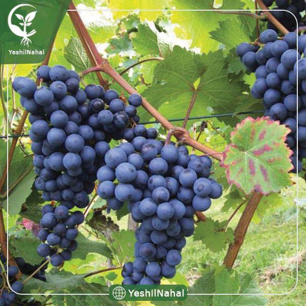 نهال انگور سیاه سردشت
