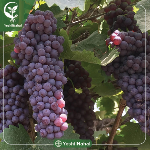 نهال انگور شامپاین