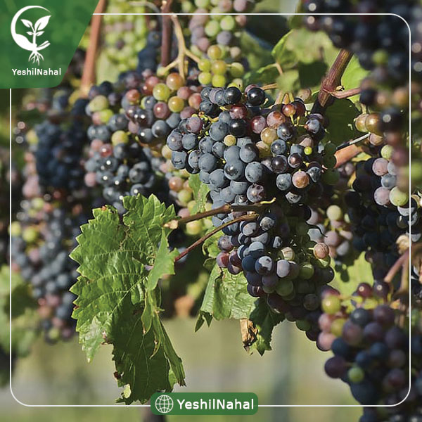 نهال انگور شرابی شیرازی