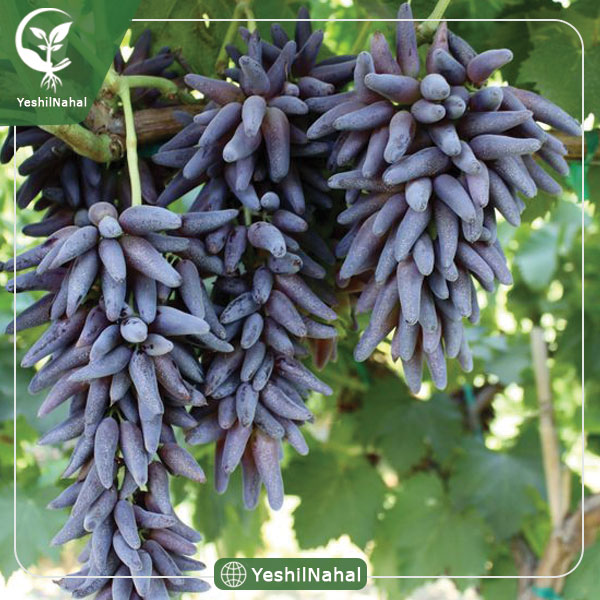 نهال انگور شمشیری