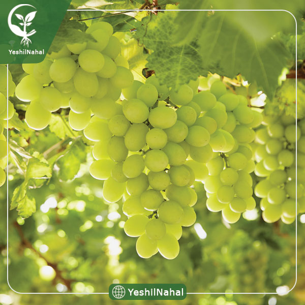 نهال انگور شیرازی