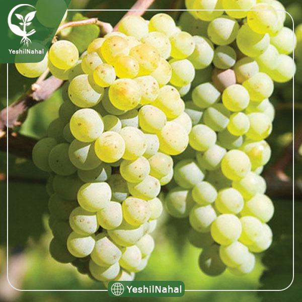 نهال انگور فخری