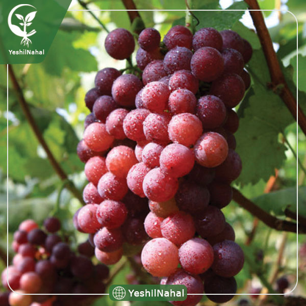 نهال انگور فلیم سیدلس