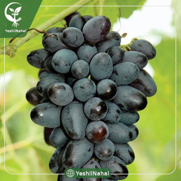 نهال انگور لعل سیاه بی دانه