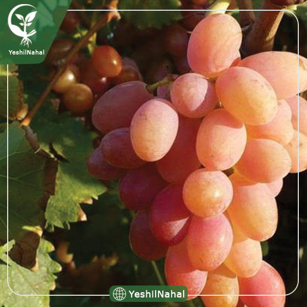 نهال انگور شاهرودی