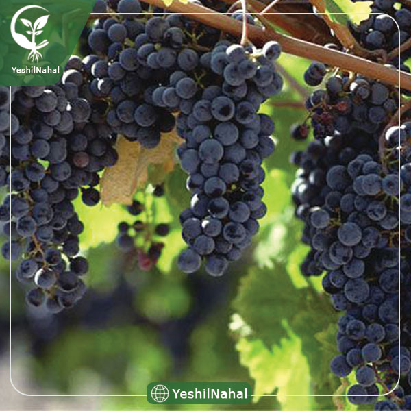 نهال انگور مویز بی دانه
