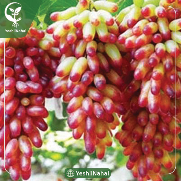 نهال انگور مکیاج