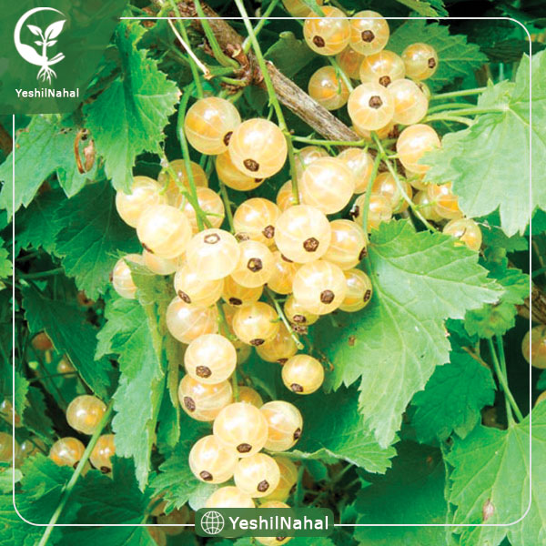 نهال انگور وایت کارنت