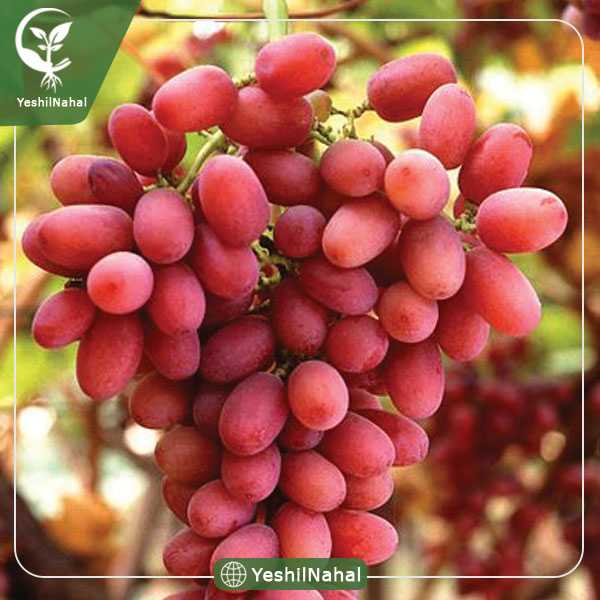 نهال انگور کریمسون سیدلس