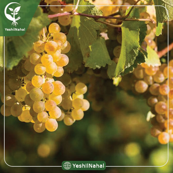 خرید نهال انگور کشمشی