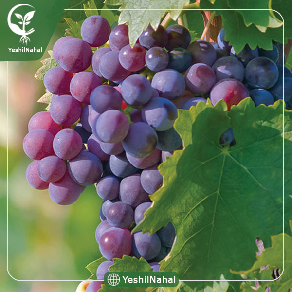 نهال انگور کندری