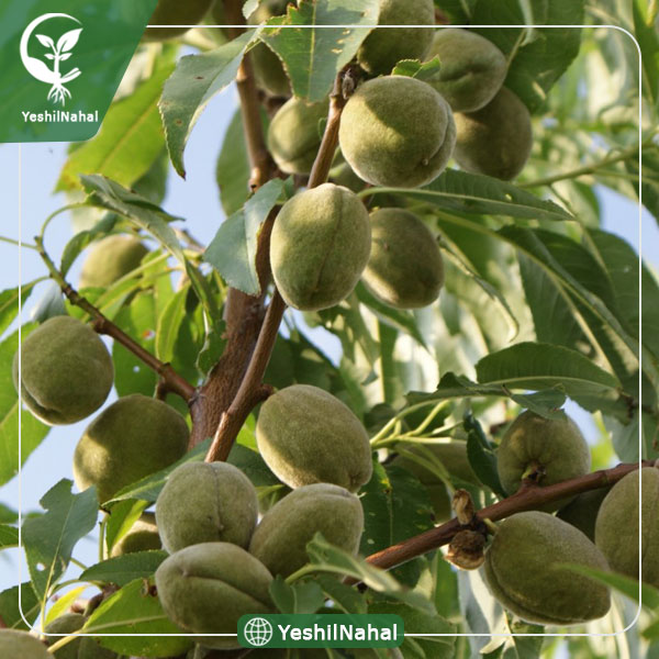 نهال بادام اسکندر