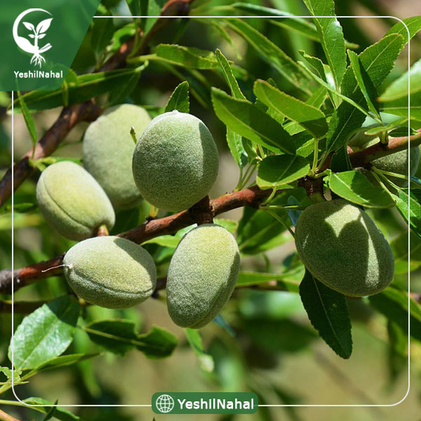 نهال بادام تونو