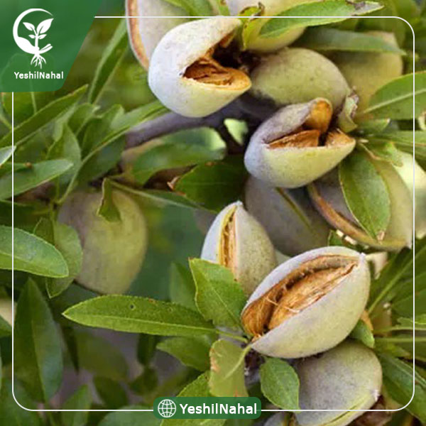 نهال بادام خوشه ای