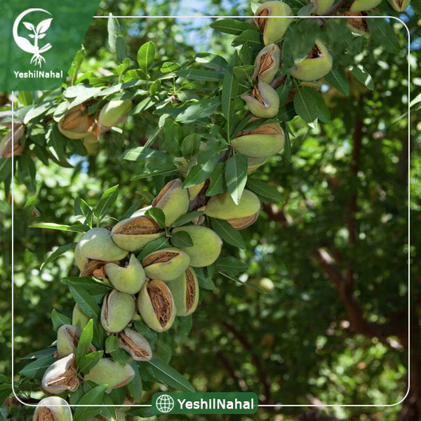 نهال بادام دیرگل آذر