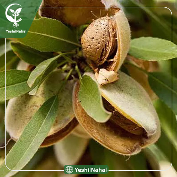 نهال بادام سنگی