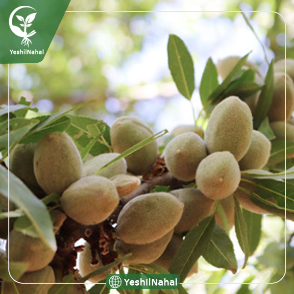 نهال بادام سهند