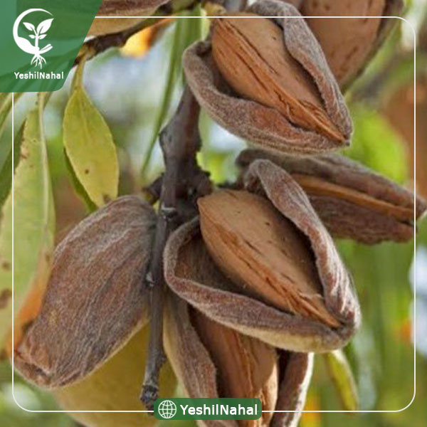 نهال بادام سوپرنوا