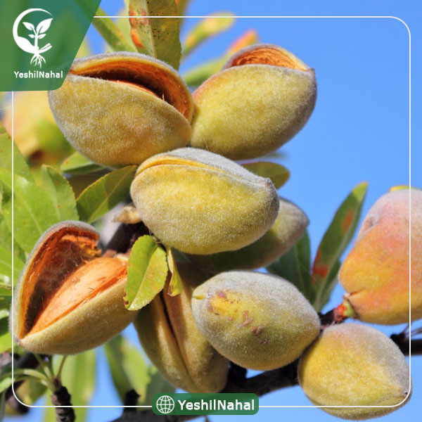 نهال بادام شاهرودی