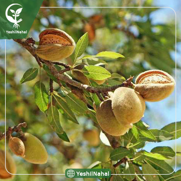 نهال بادام فرانسیس