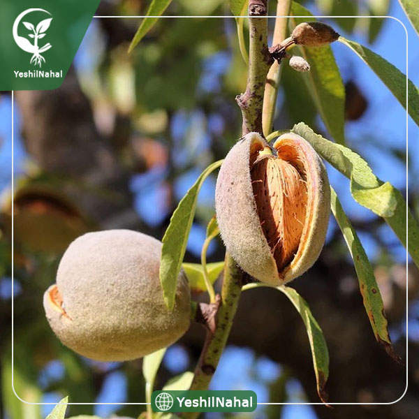 نهال بادام مامایی