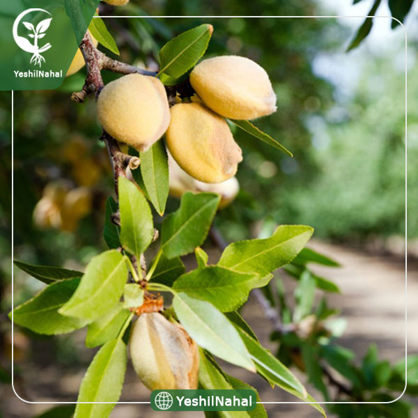 نهال بادام شکوفه