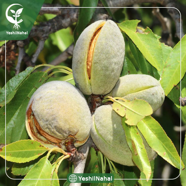 نهال بادام پسته ای