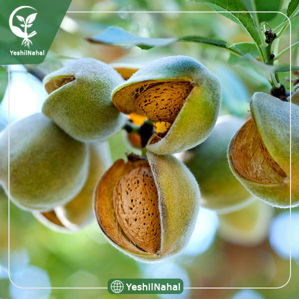 نهال بادام یلدا