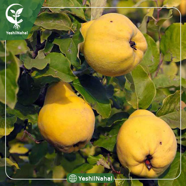 نهال به اصفهان یا به کوزه ای