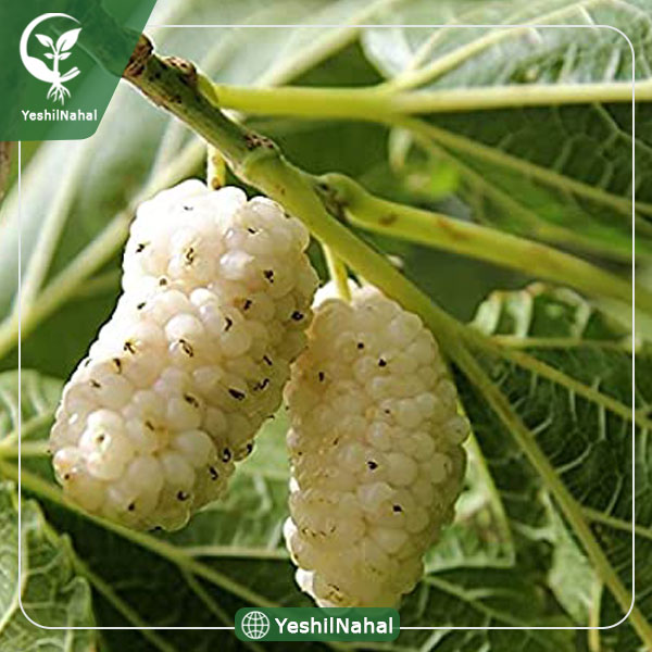 نهال شاه توت سیاه و سفید