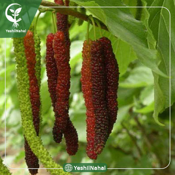 نهال توت موزی سیاه