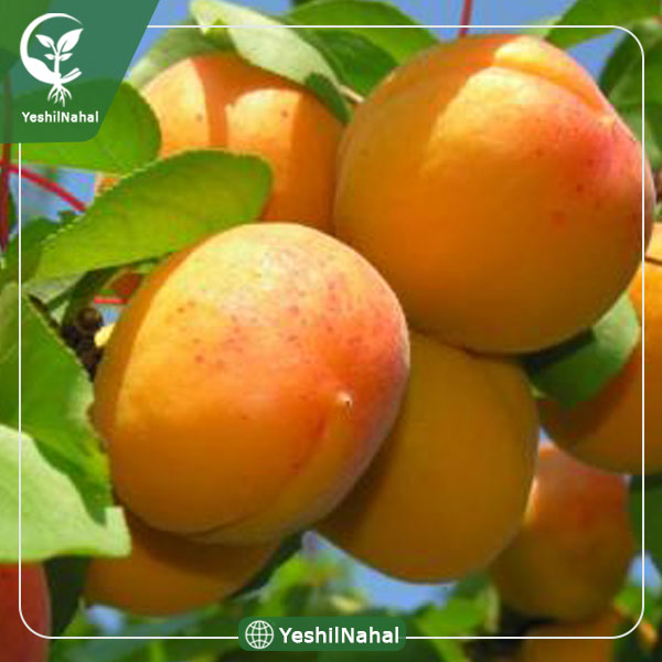 نهال زردآلو شاهرودی