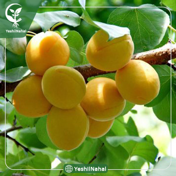 نهال زردآلو عسگرآبادی