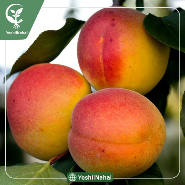 نهال زردآلو قیسی