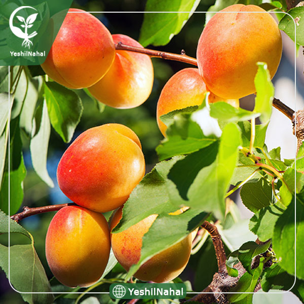 نهال زردآلو نصیری