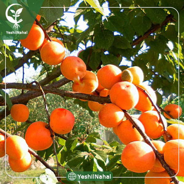 نهال زردآلو پرتقالی