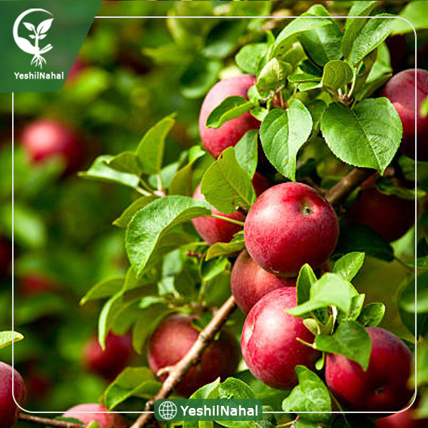 نهال سیب اهر