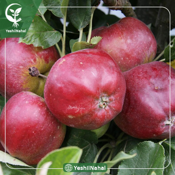 نهال سیب توسرخ خونی